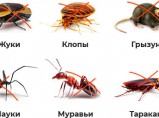 Отпугиватель насекомых, грызунов / Нижний Новгород