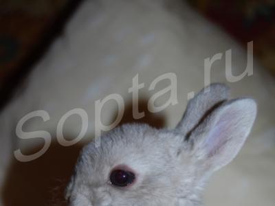 ���������� �������� ��������� �����