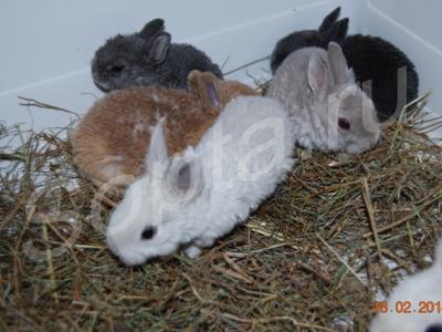 ���������� �������� ��������� �����