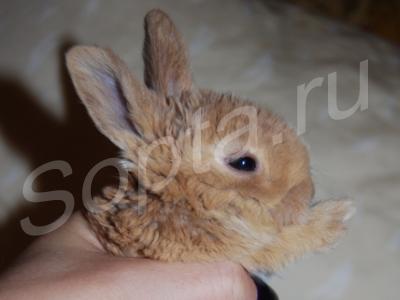 ���������� �������� ��������� �����