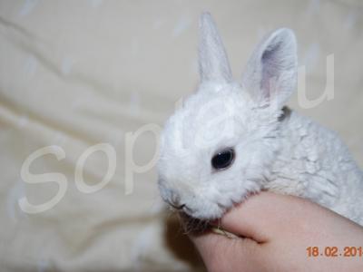 ���������� �������� ��������� �����